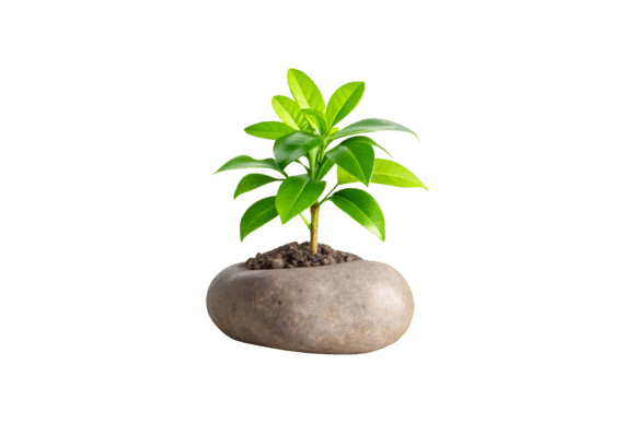 3D Plant PNG for Creative Design Projects