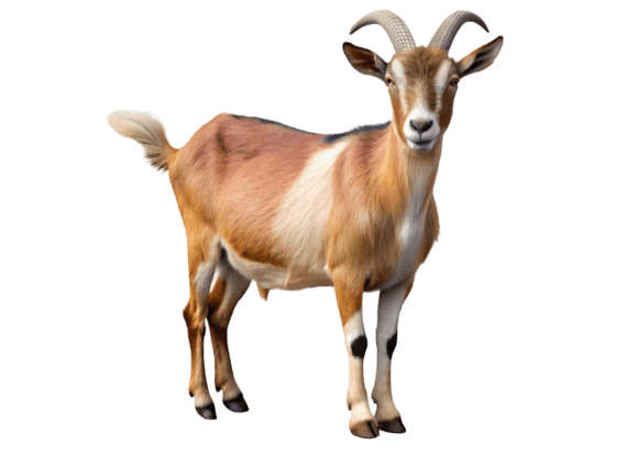 Discover the Versatility of High-Quality 3D Close-Up Goat PNGs for Creative Projects